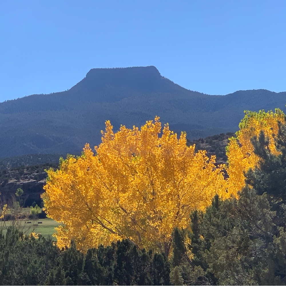 Meet your Posher, Carrie